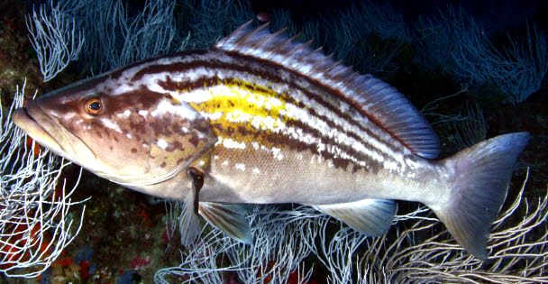 Epinephelus costae _07